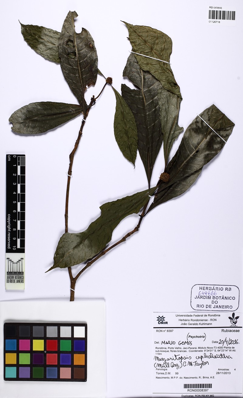 Eumachia deinocalyx