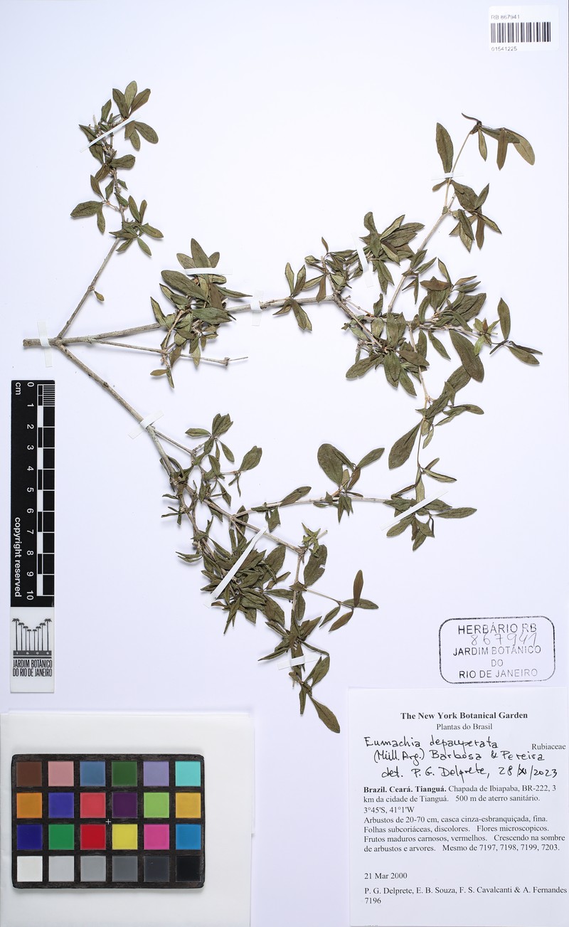 Eumachia deinocalyx photo 2