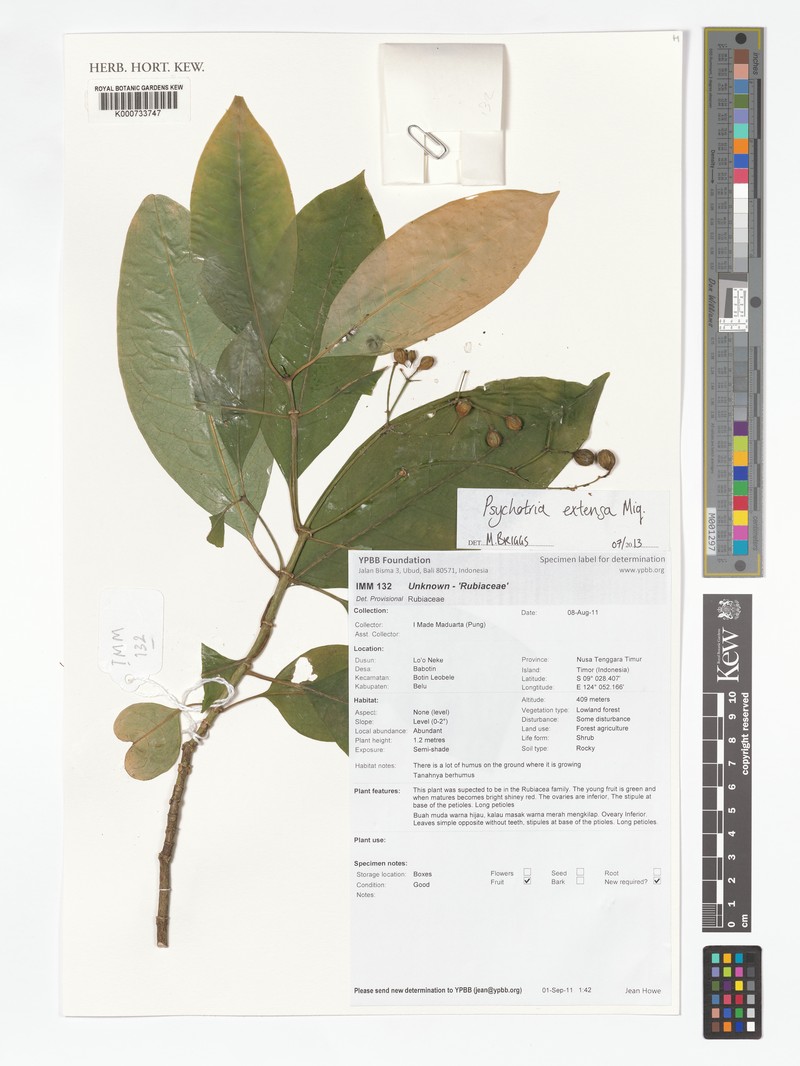 Eumachia extensa