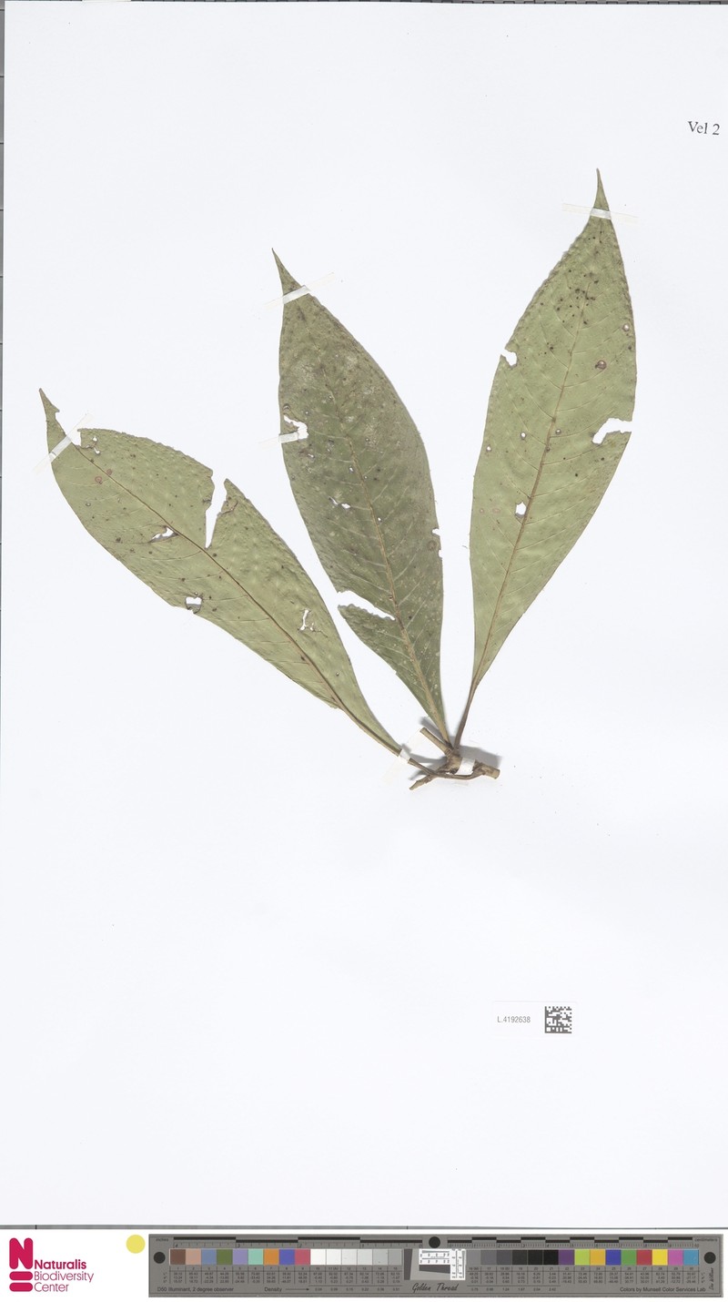 Eumachia extensa photo 2