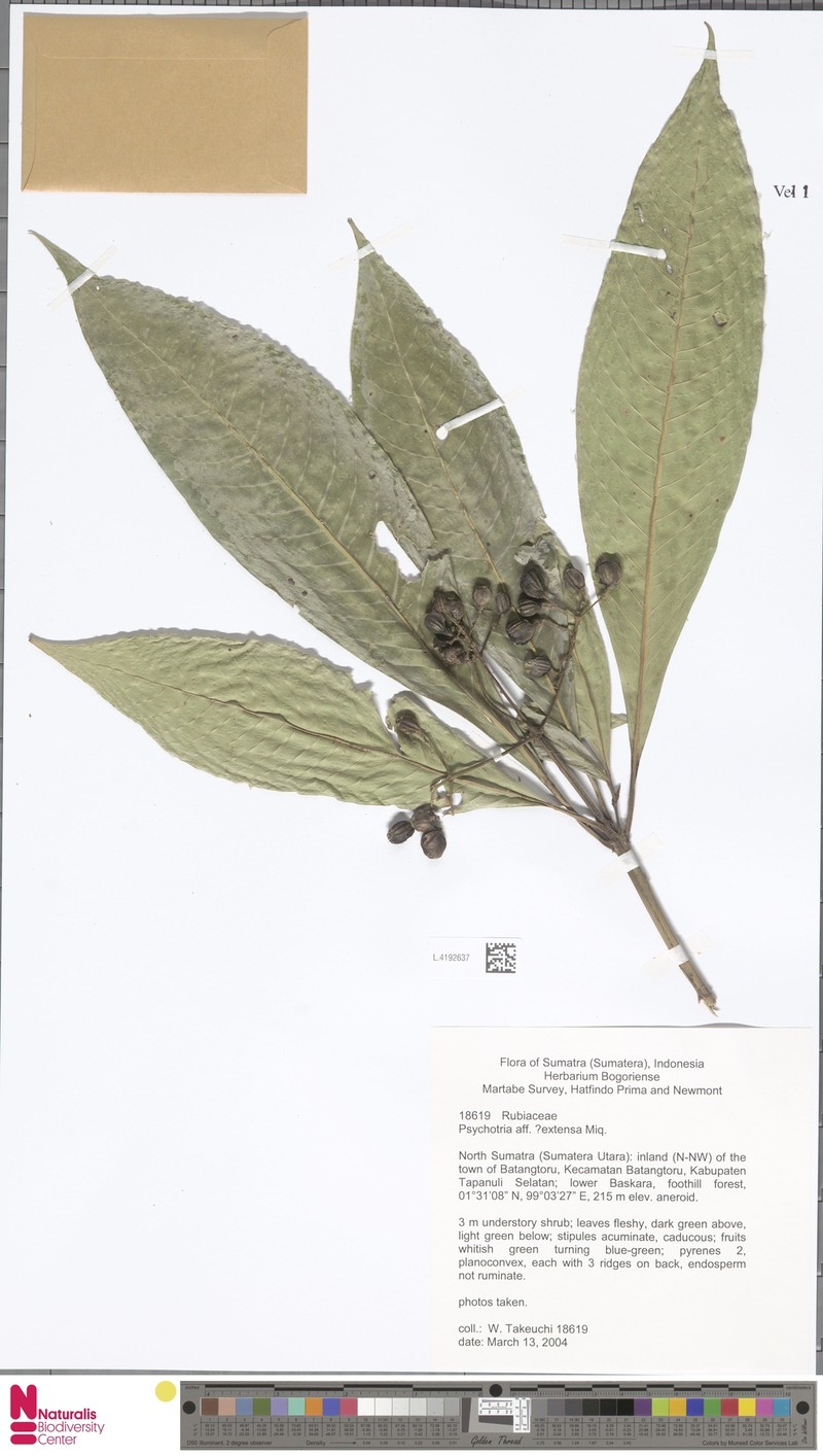 Eumachia extensa photo 3