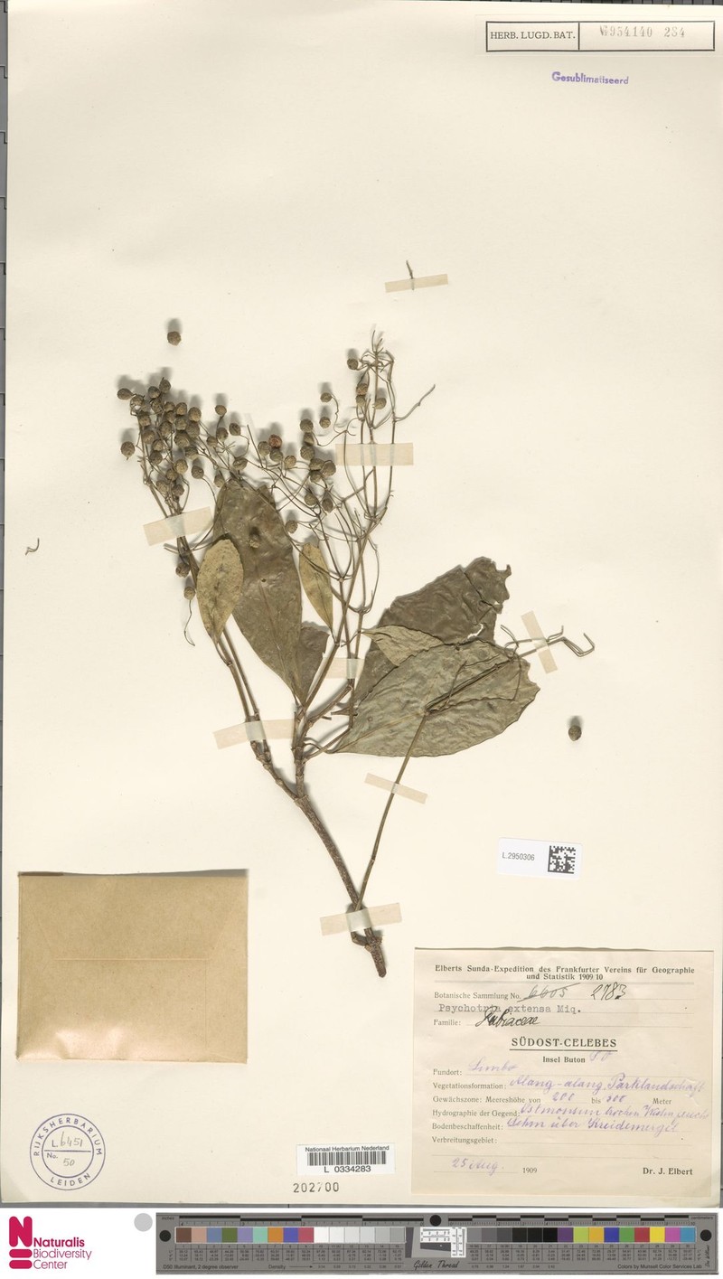 Eumachia extensa photo 4