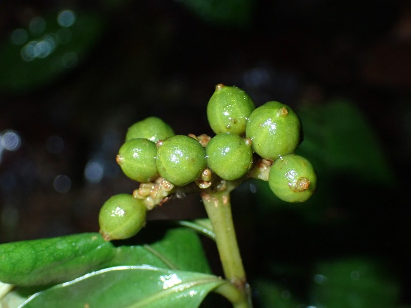 Eumachia guianensis