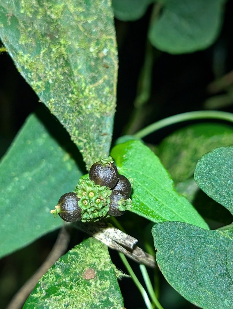 Eumachia guianensis photo 2