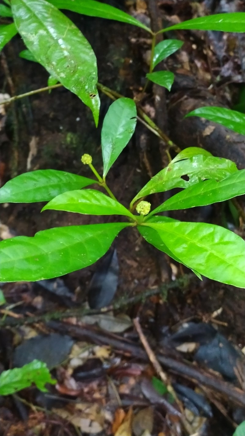 Eumachia guianensis photo 3