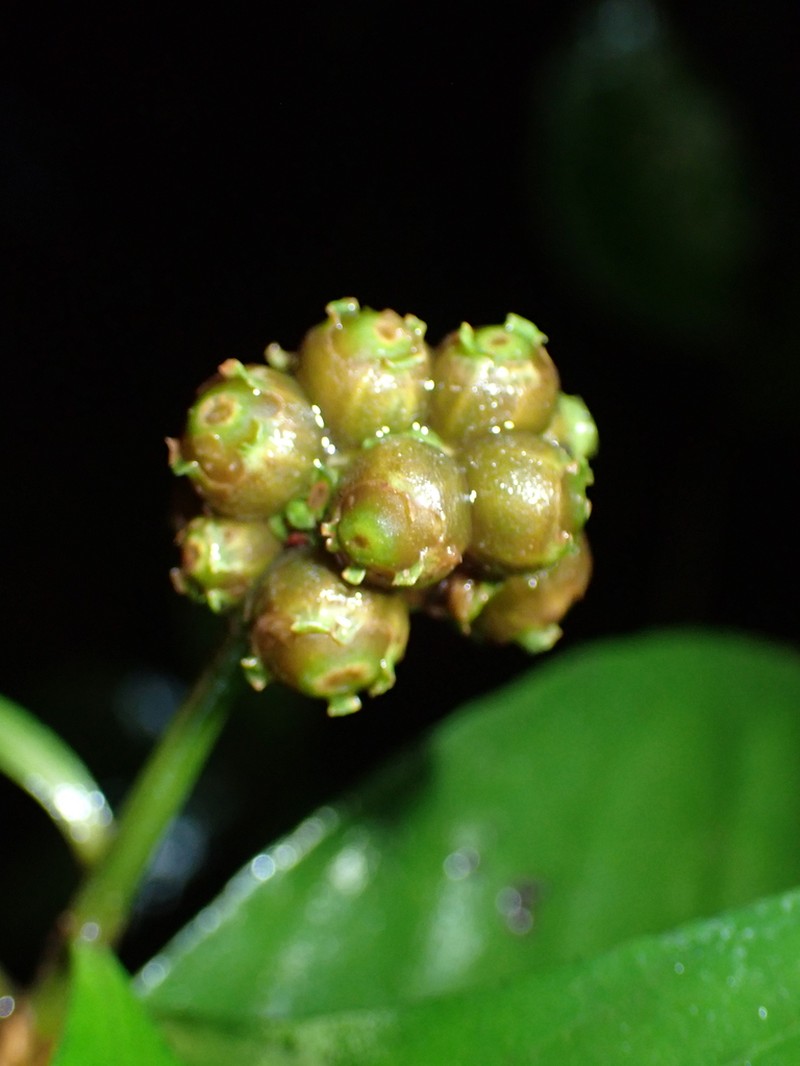 Eumachia guianensis photo 4