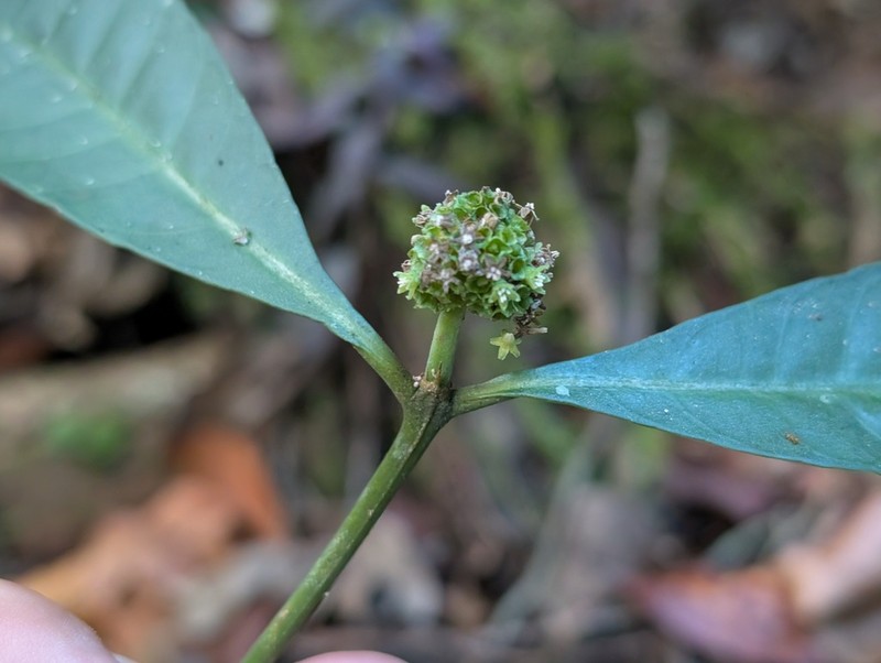 Eumachia guianensis photo 5