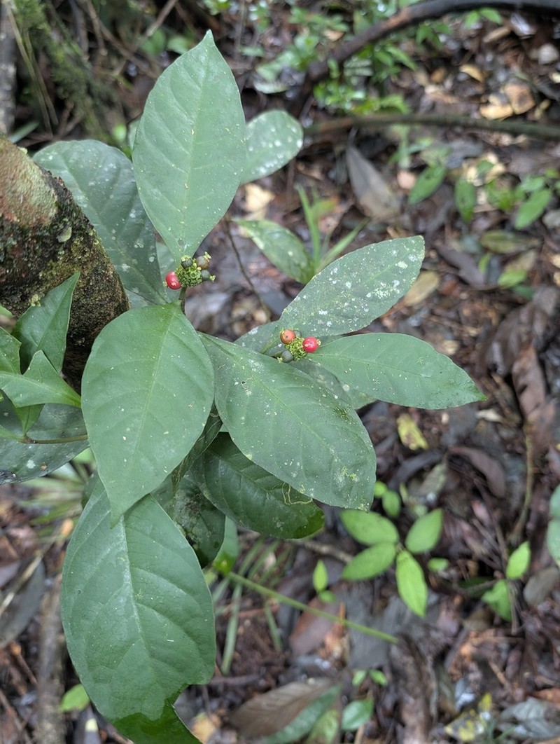 Eumachia guianensis photo 6
