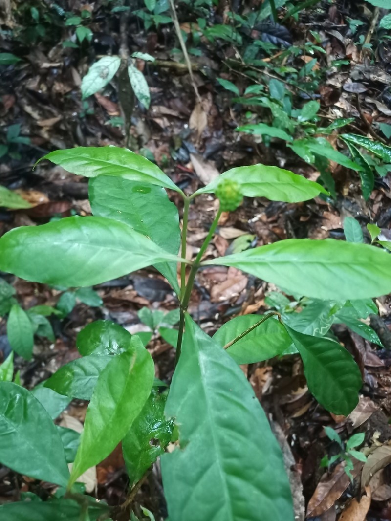 Eumachia guianensis photo 7