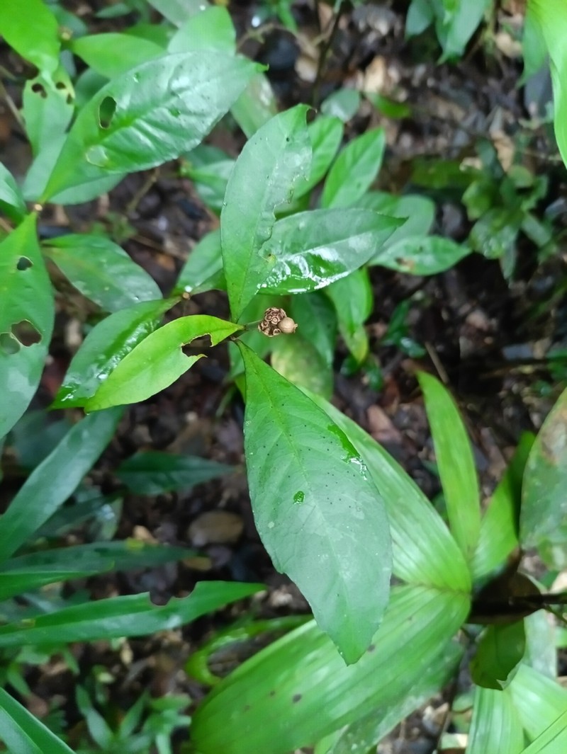 Eumachia guianensis photo 8