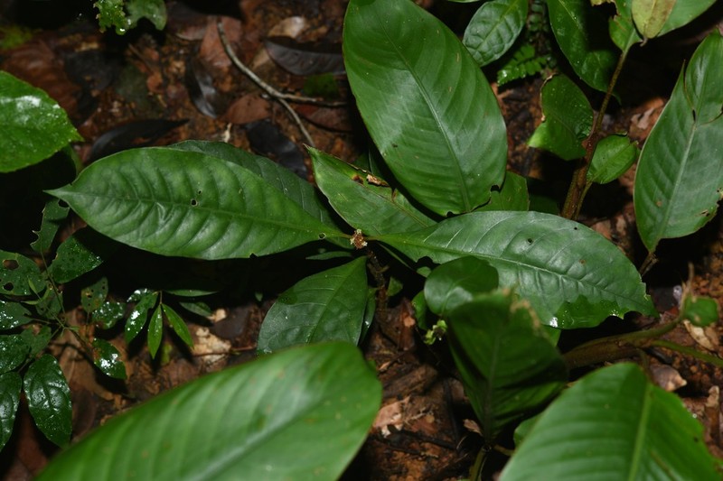 Eumachia kappleri photo 2