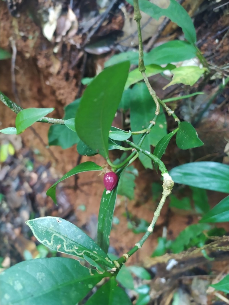 Eumachia kappleri photo 3
