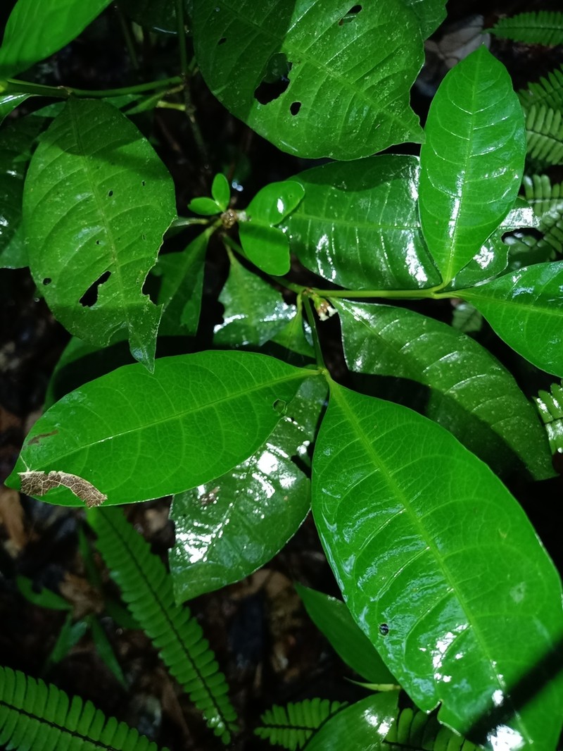 Eumachia kappleri photo 4