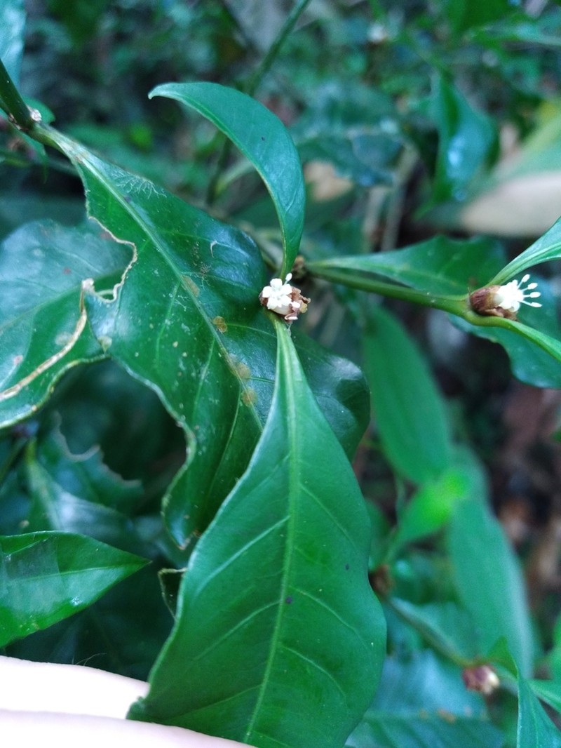 Eumachia kappleri photo 5
