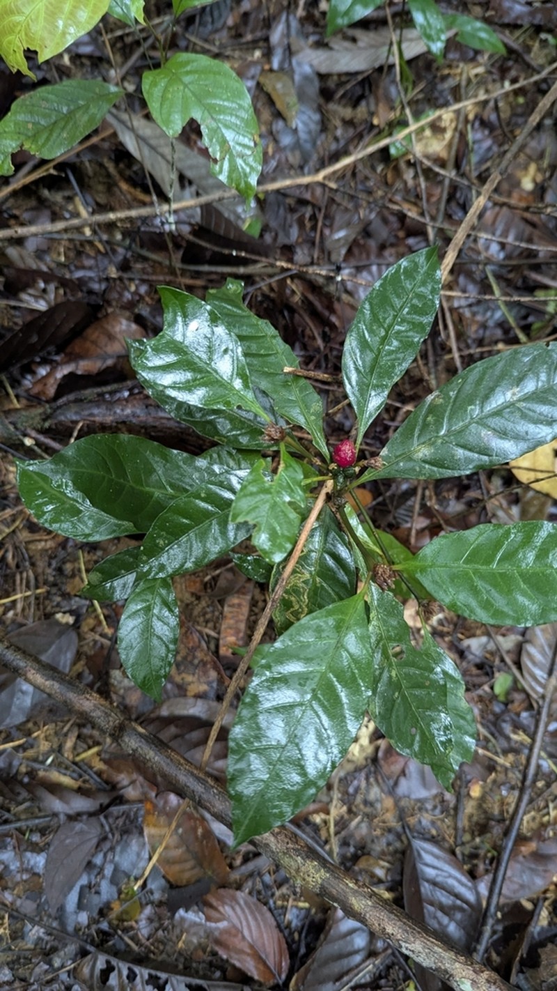 Eumachia kappleri photo 6