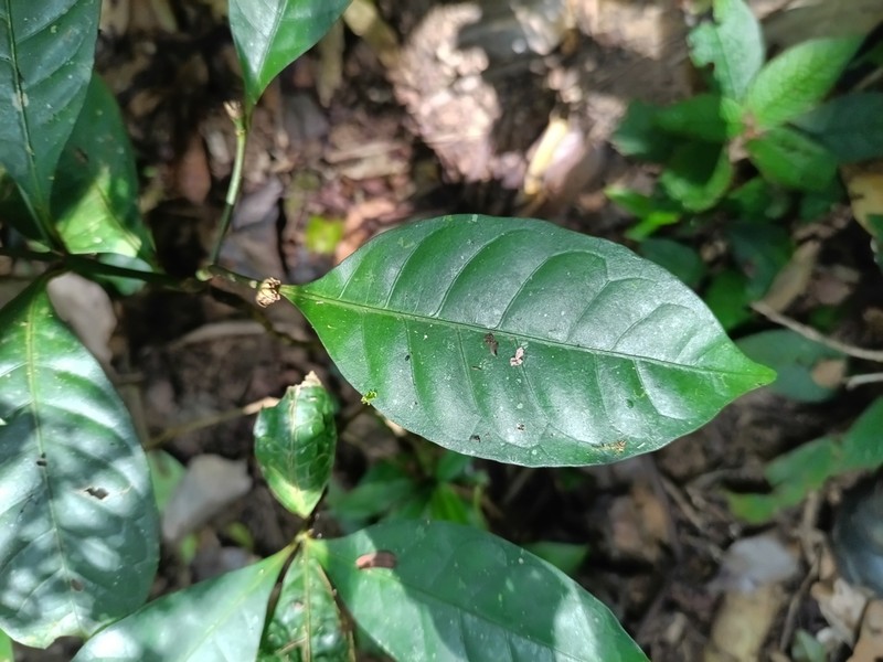 Eumachia kappleri photo 7