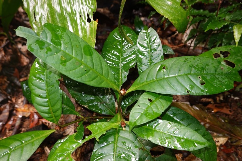 Eumachia kappleri photo 8