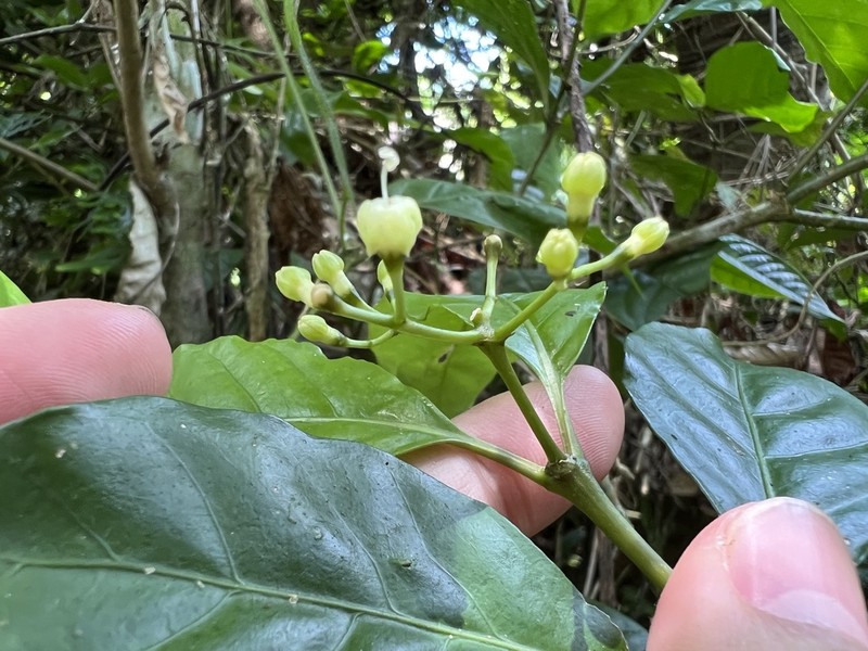Eumachia montana