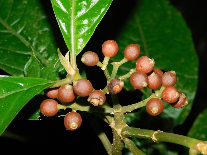 Eumachia montana photo 2