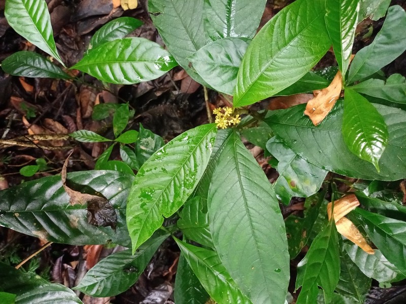 Eumachia montana photo 3