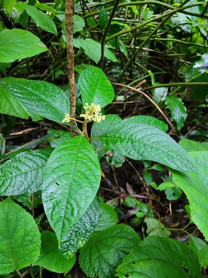 Eumachia montana photo 4