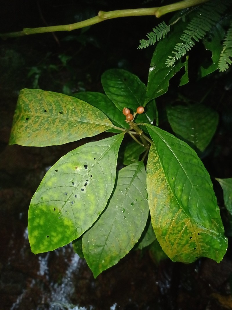 Eumachia montana photo 5