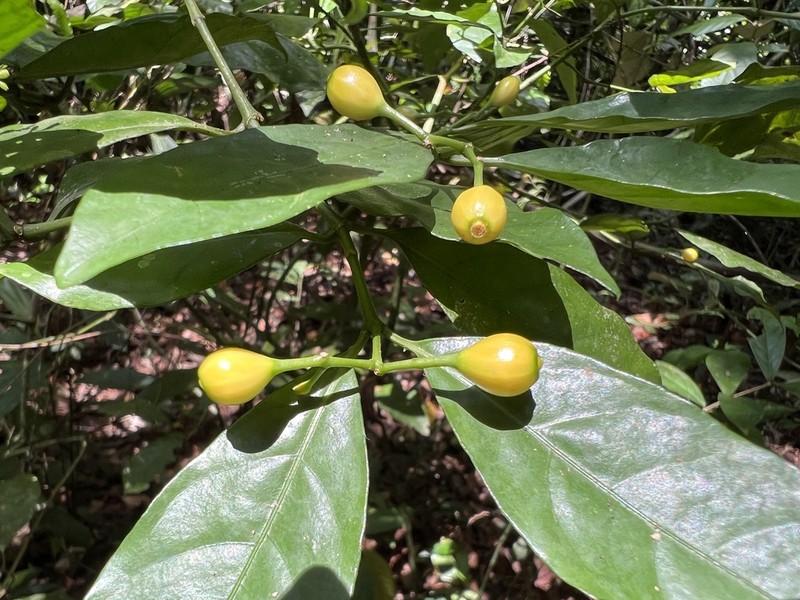 Eumachia montana photo 6