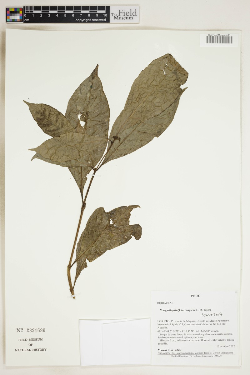 Eumachia nana
