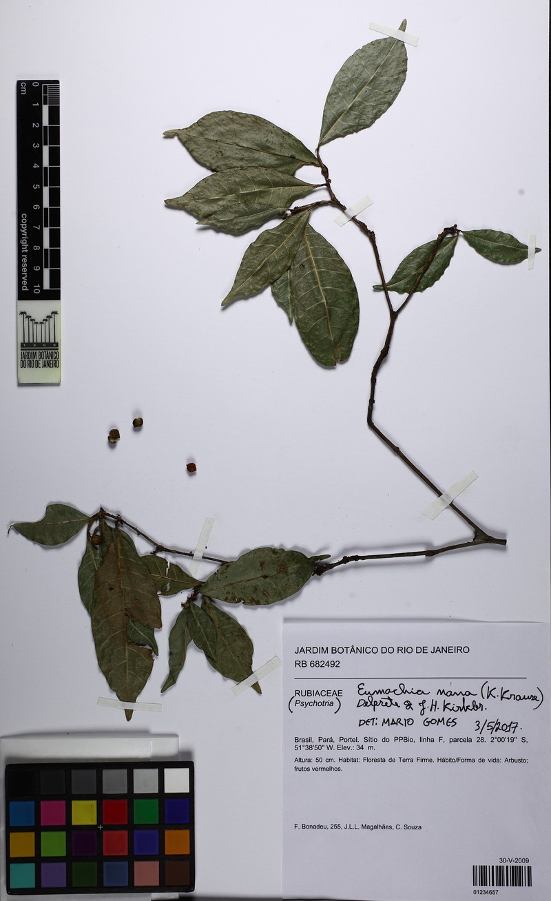 Eumachia nana photo 2