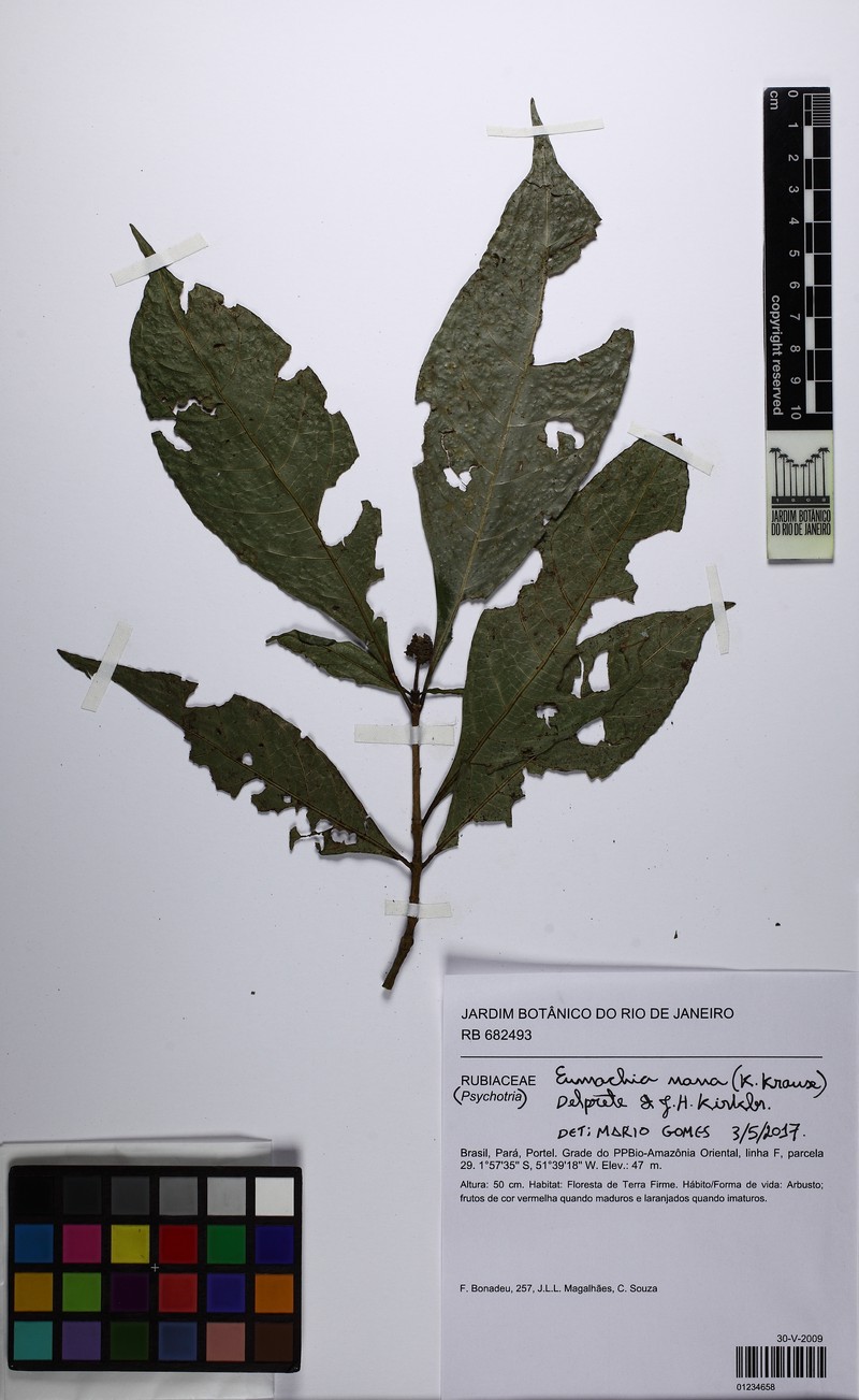 Eumachia nana photo 3