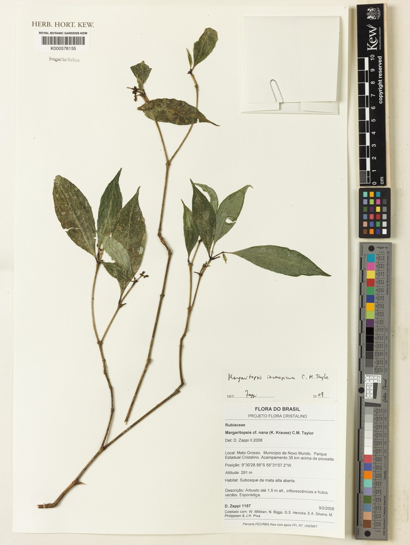 Eumachia nana photo 4