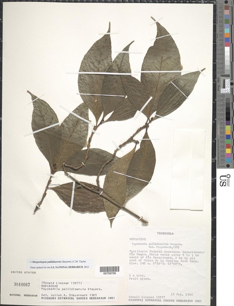 Eumachia pallidinervia