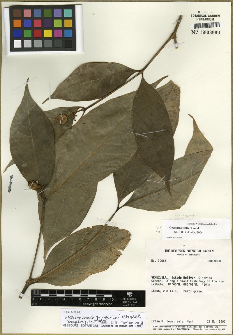 Eumachia paupertina