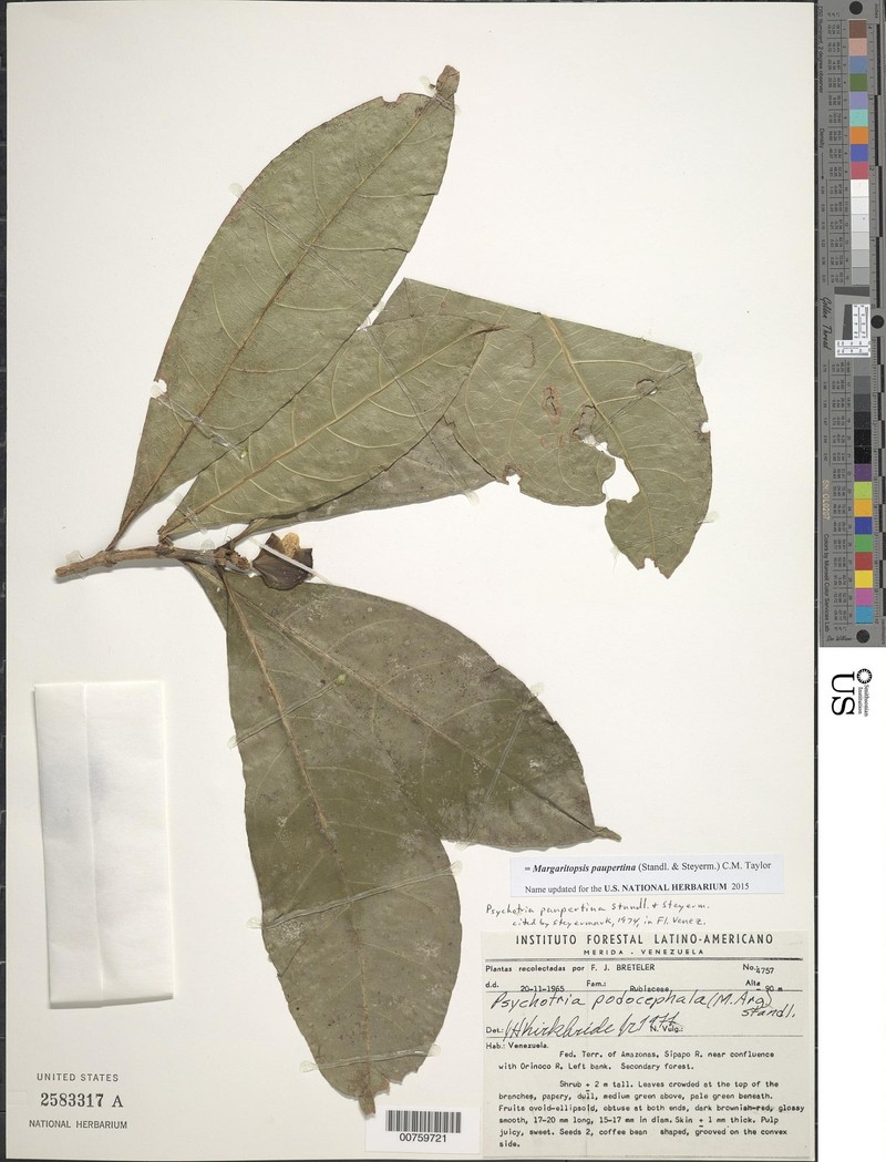 Eumachia paupertina photo 2