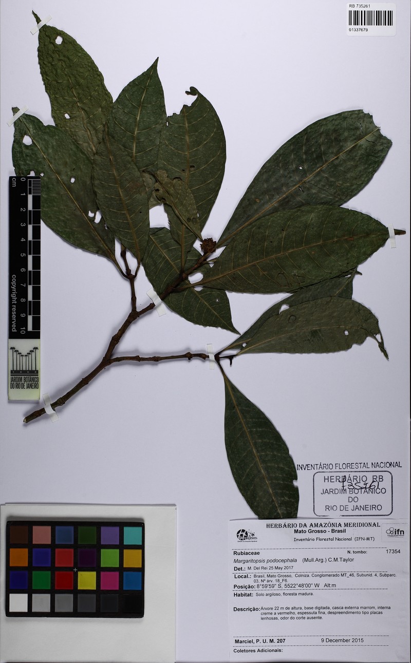Eumachia podocephala