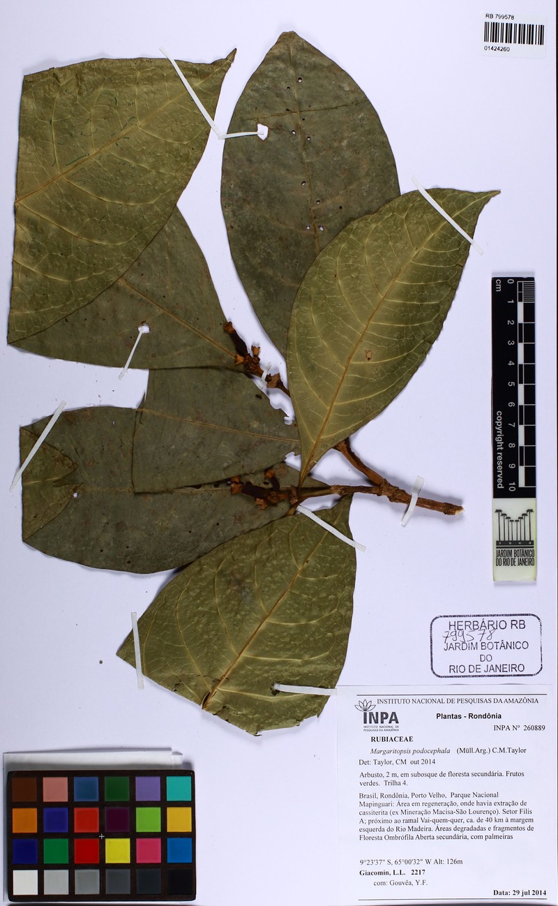 Eumachia podocephala photo 2