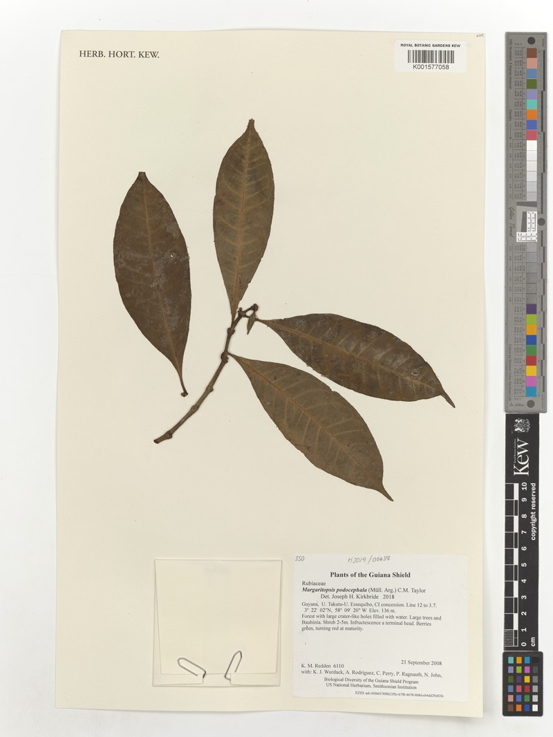 Eumachia podocephala photo 3
