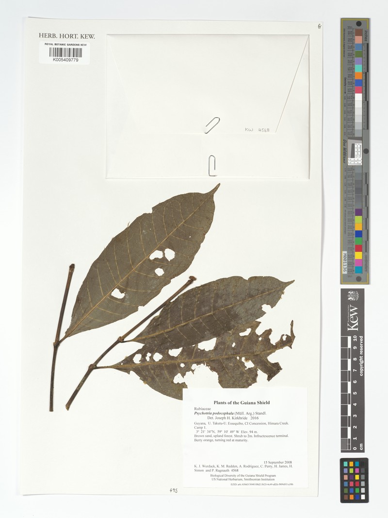 Eumachia podocephala photo 4
