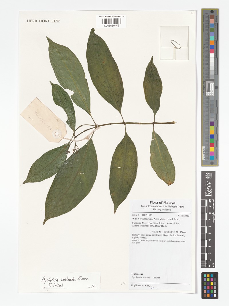 Eumachia rostrata