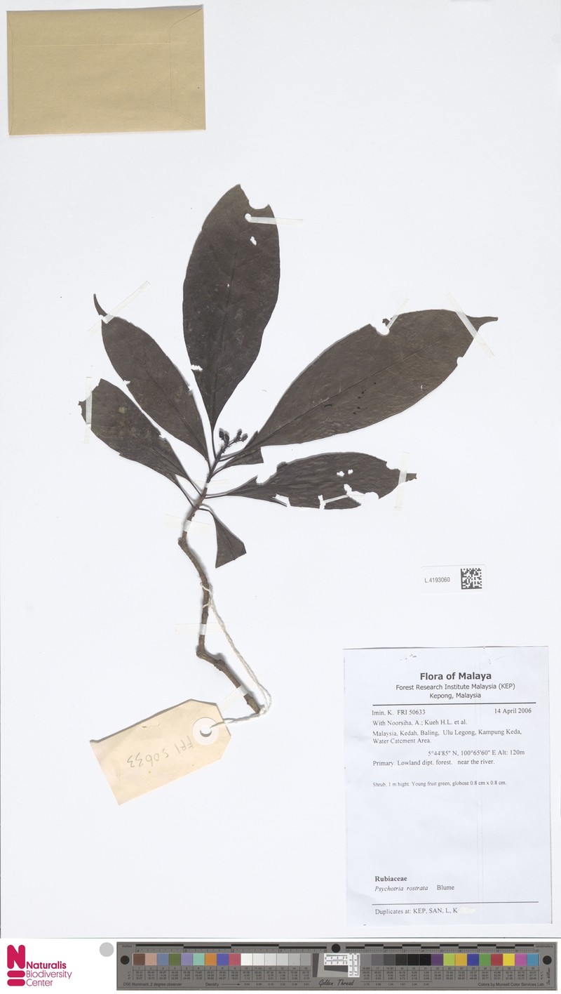 Eumachia rostrata photo 2