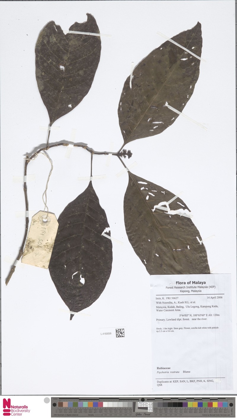 Eumachia rostrata photo 3