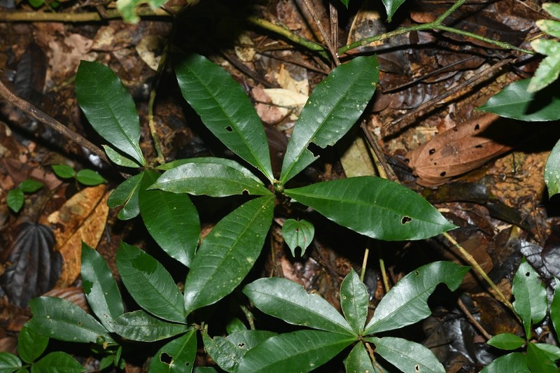Eumachia wilhelminensis
