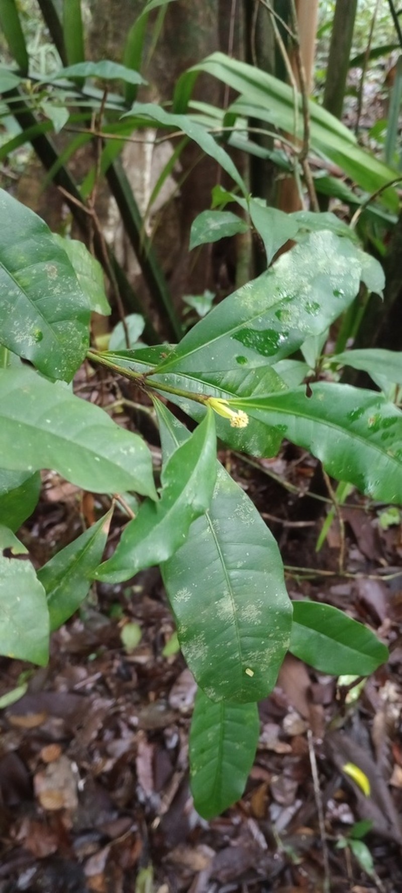 Eumachia wilhelminensis photo 3