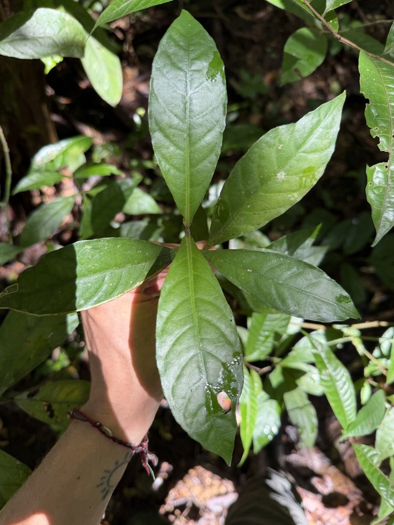 Eumachia wilhelminensis photo 4