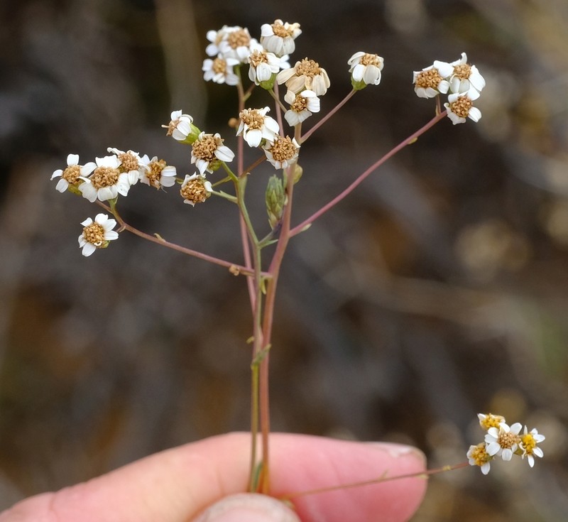 Eumorphia corymbosa