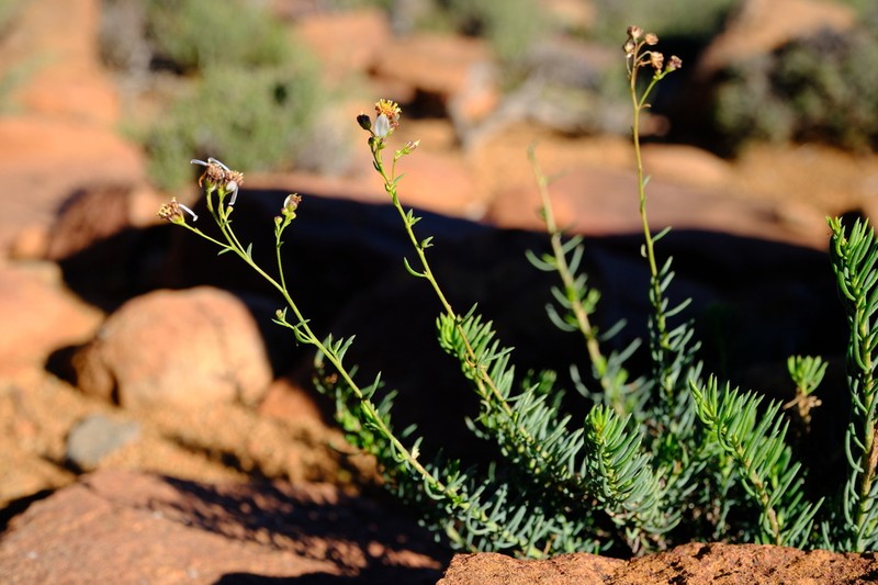 Eumorphia corymbosa photo 2