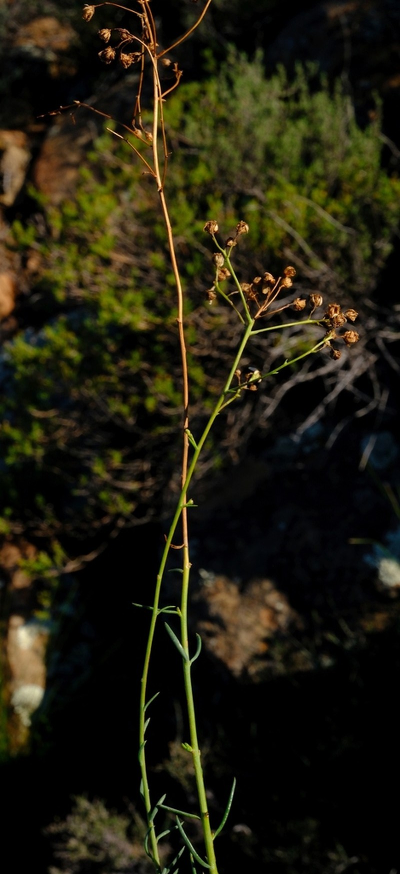 Eumorphia corymbosa photo 3