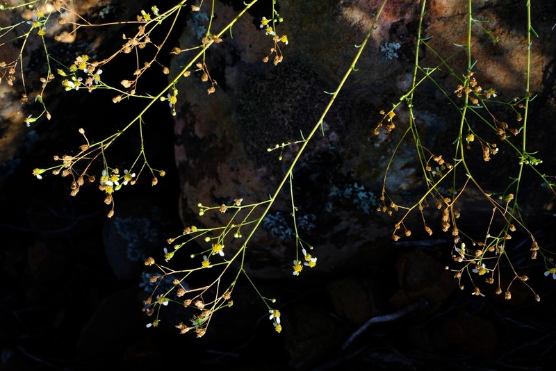 Eumorphia corymbosa photo 4