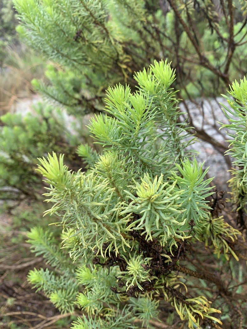 Eumorphia davyi