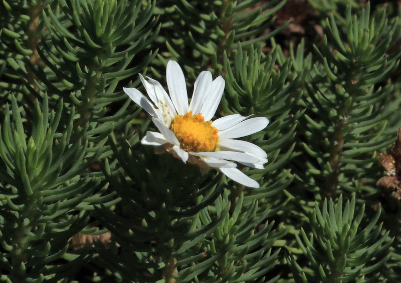 Eumorphia davyi photo 2